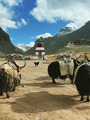 Yaks near Mount Kailash with a stupa and prayer flags in Tibet