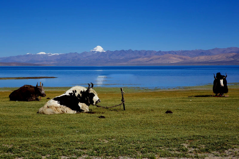 Pilgrims traveling from Lhasa to Mount Kailash, showcasing Tibetan landscapes, high-altitude roads, and the spiritual Kailash Yatra experience