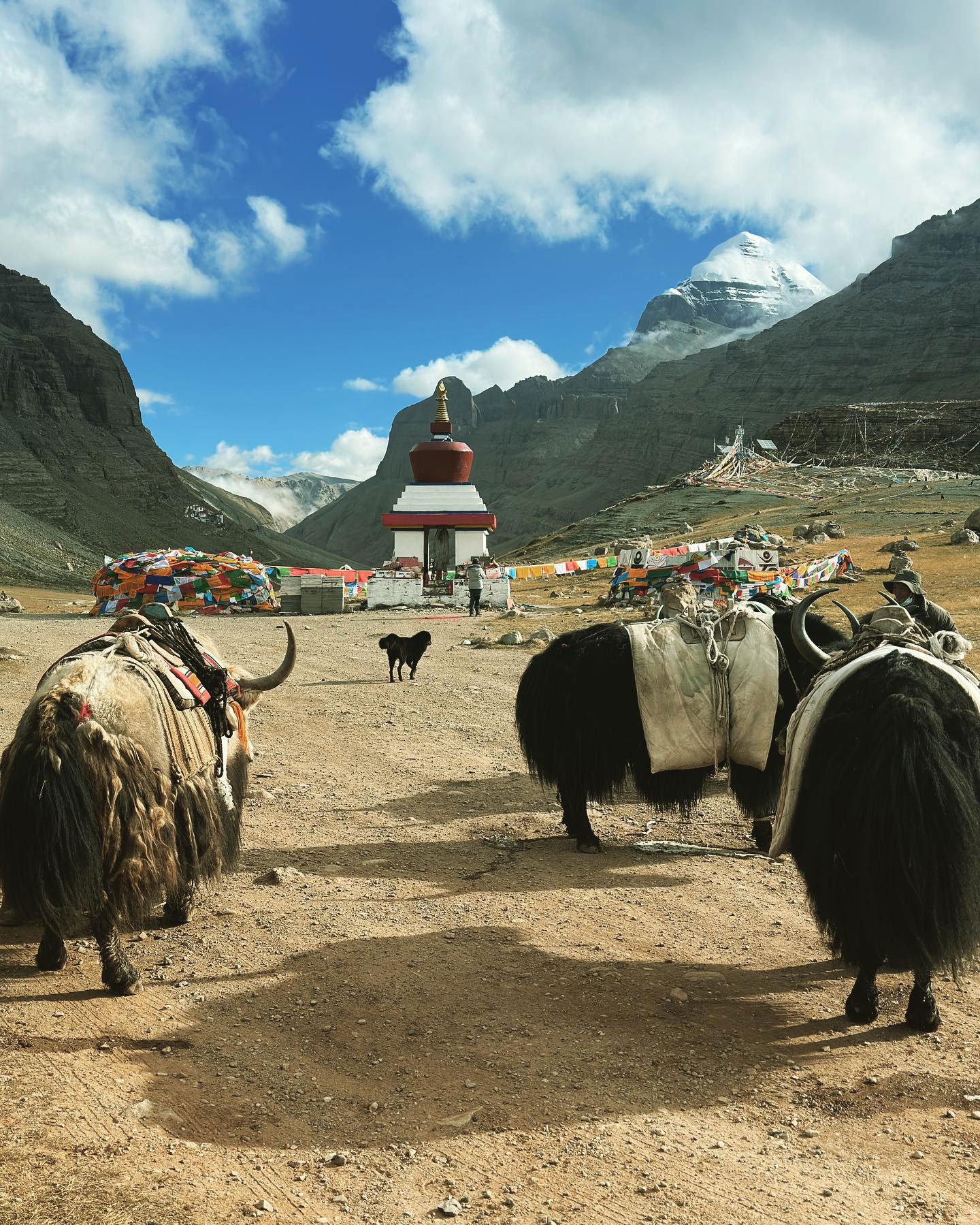 Loaded yaks standing near a Buddhist stupa surrounded by colorful prayer flags, with Mount Kailash in the background under a partly cloudy sky